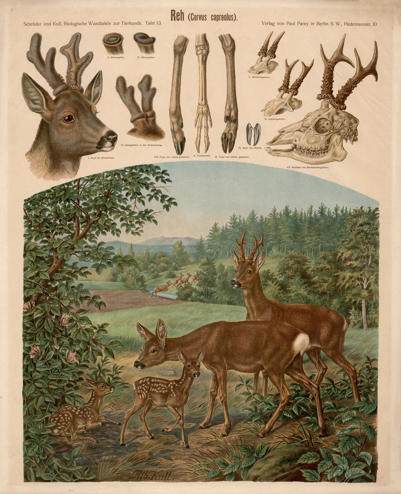Roe Deer (Cervus capreolus) av Albert Kull