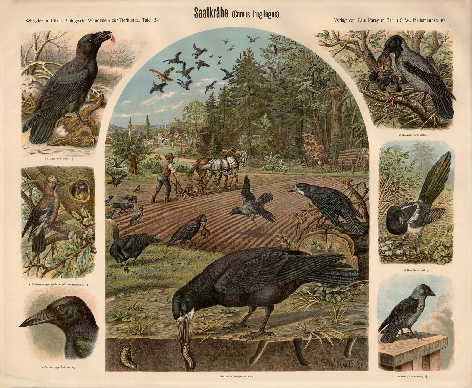 Rook (Corvus frugilegus) av Albert Kull