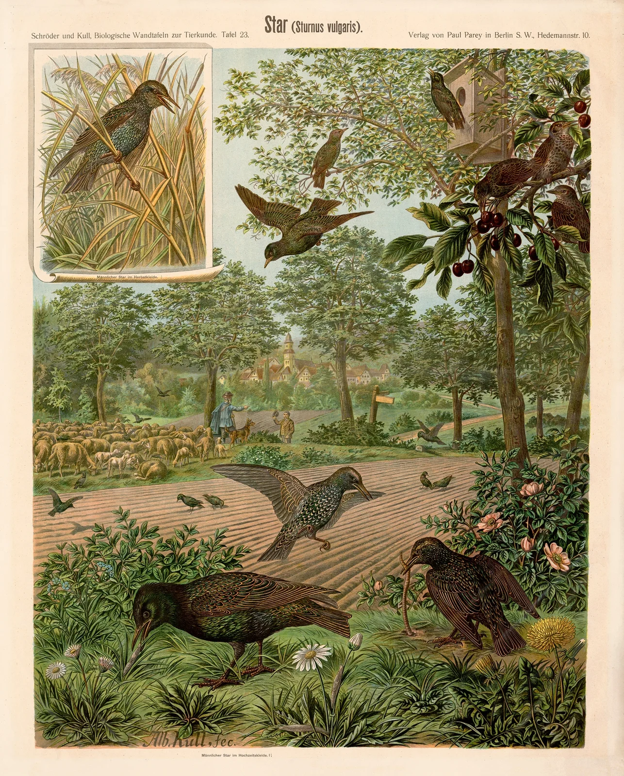 Starling (Sturnus vulgaris) av Albert Kull