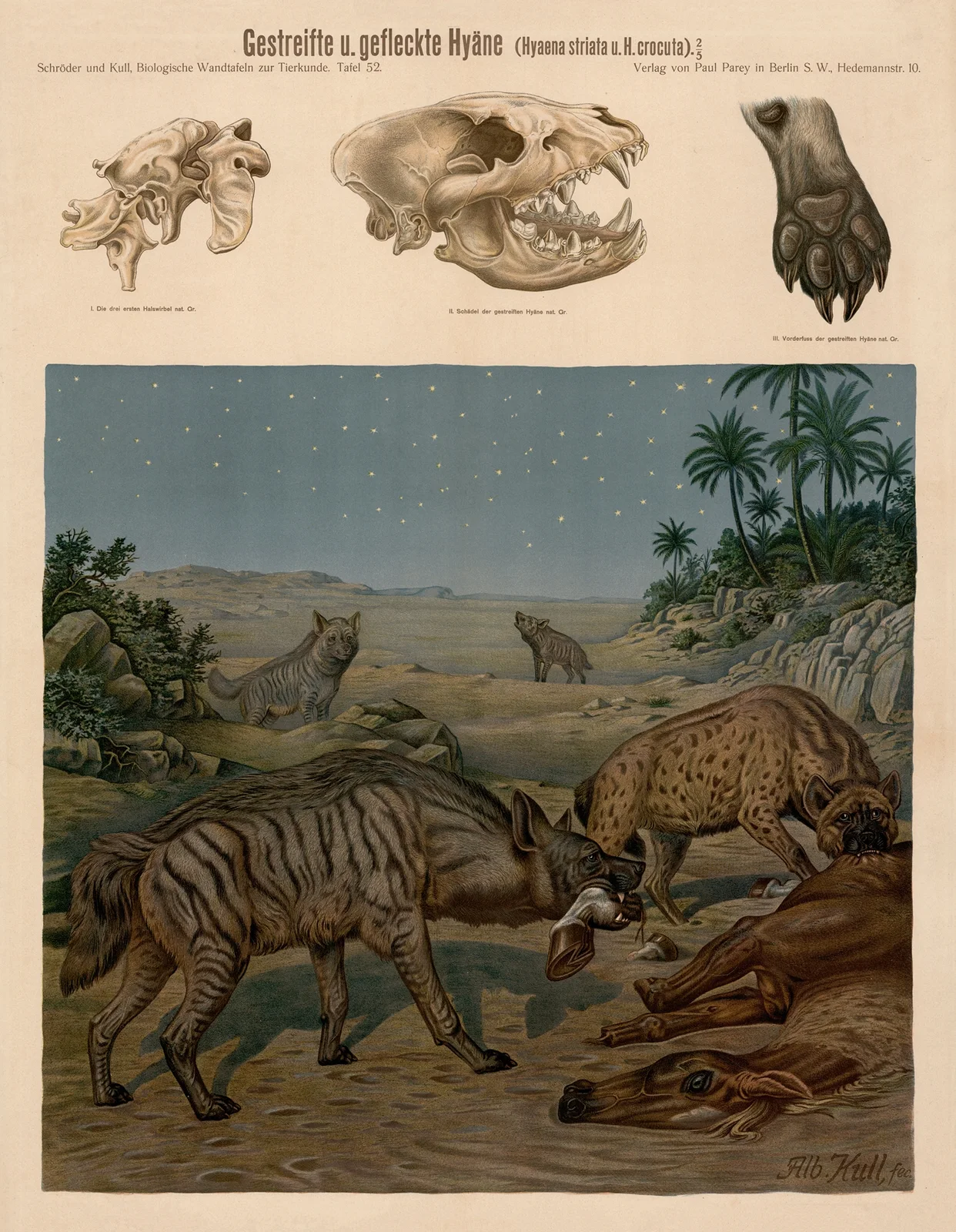 Striped and Spotted hyena (Hyaena striata and Hyena crocuta) av Albert Kull