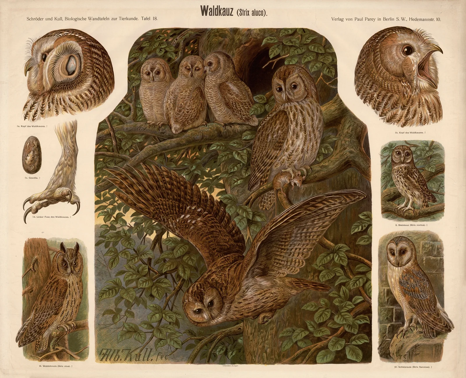 Tawny Owl (Strix aluco) av Albert Kull