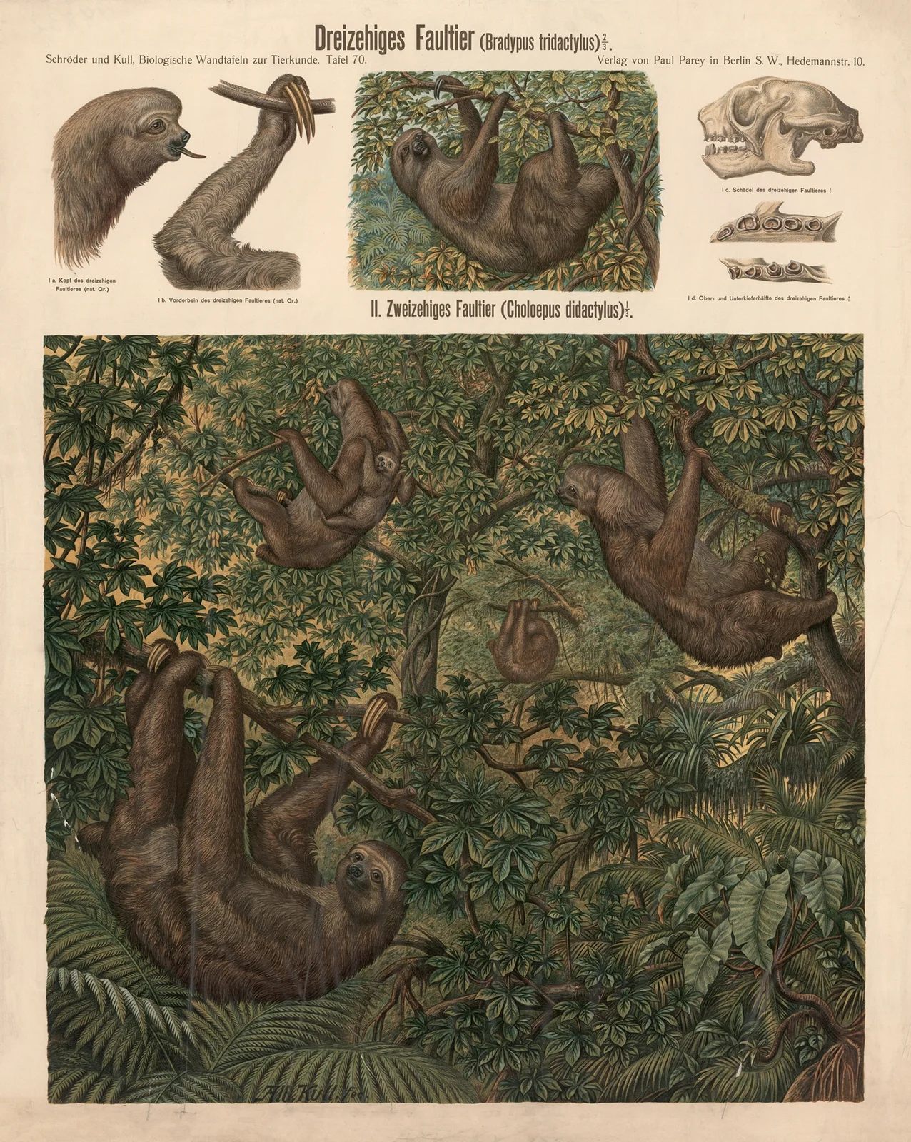 Three-toed sloth (Bradypus tridactylus) av Albert Kull