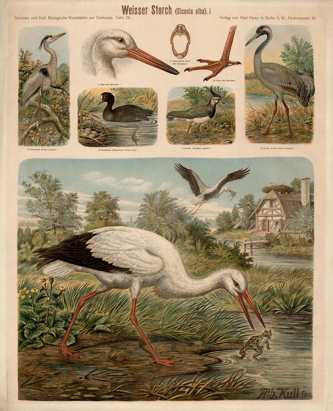White Stork (Ciconia alba) av Albert Kull