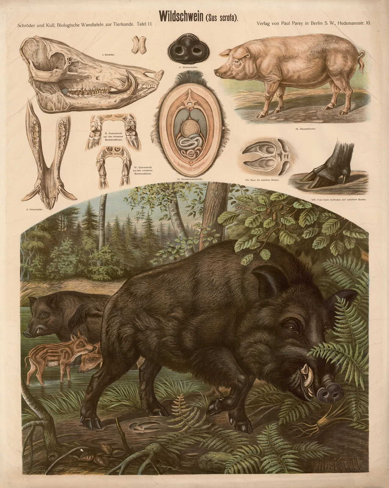 Wild boar (Sus scrofa) av Albert Kull