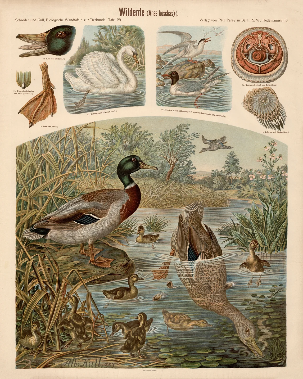 Wild duck (Anas boschas) av Albert Kull
