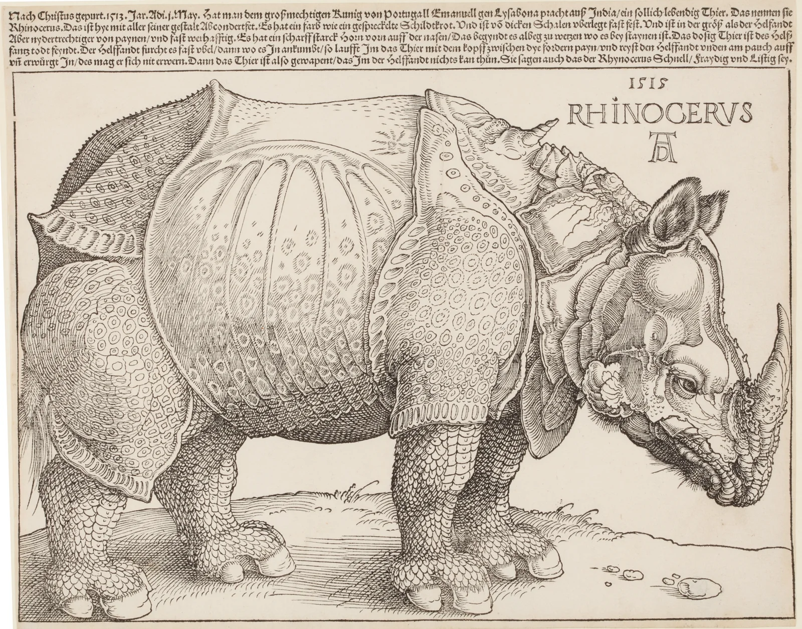 Rhinocerus (Das Rhinozeros) av Albrecht Dürer