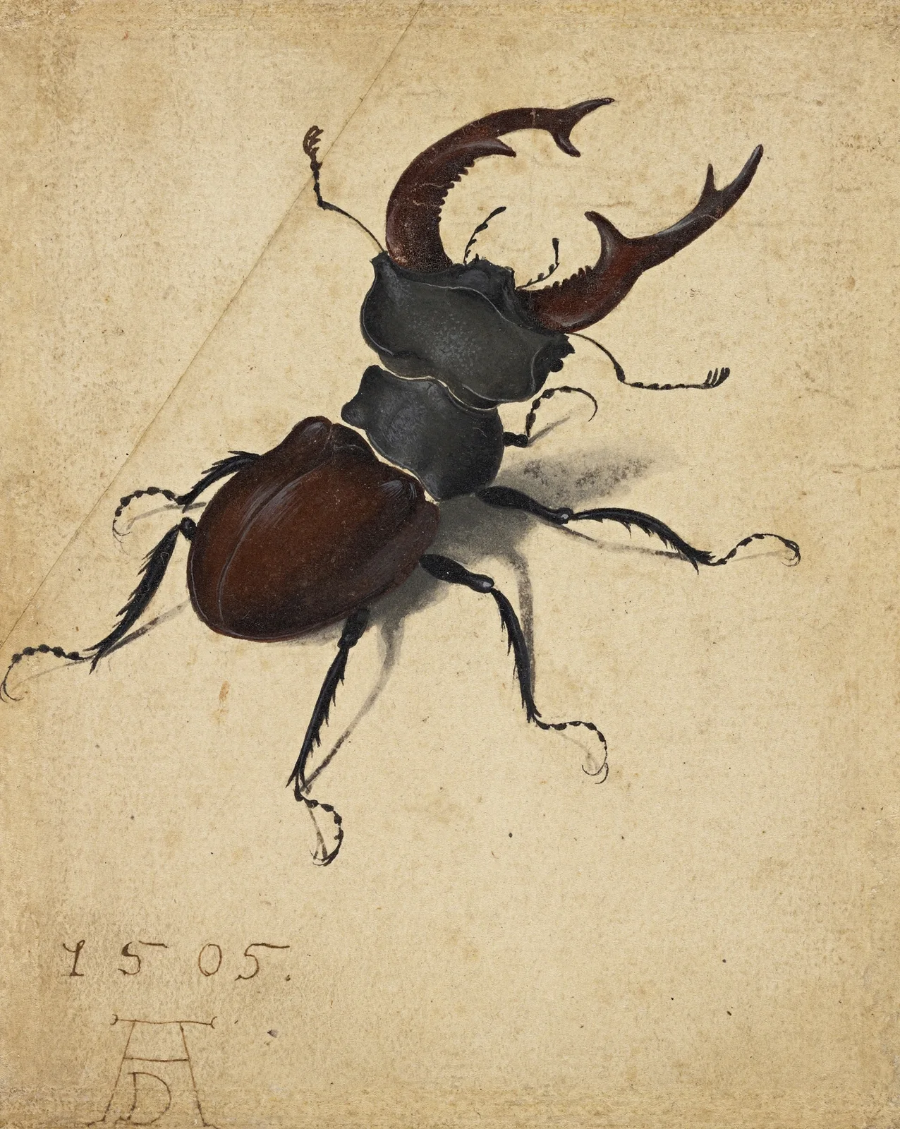 Stag Beetle av Albrecht Dürer