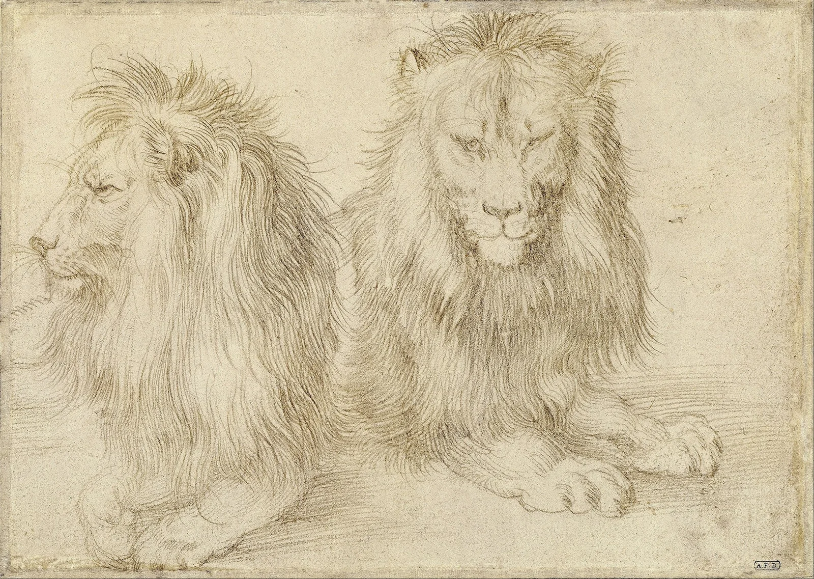Two seated lion av Albrecht Dürer
