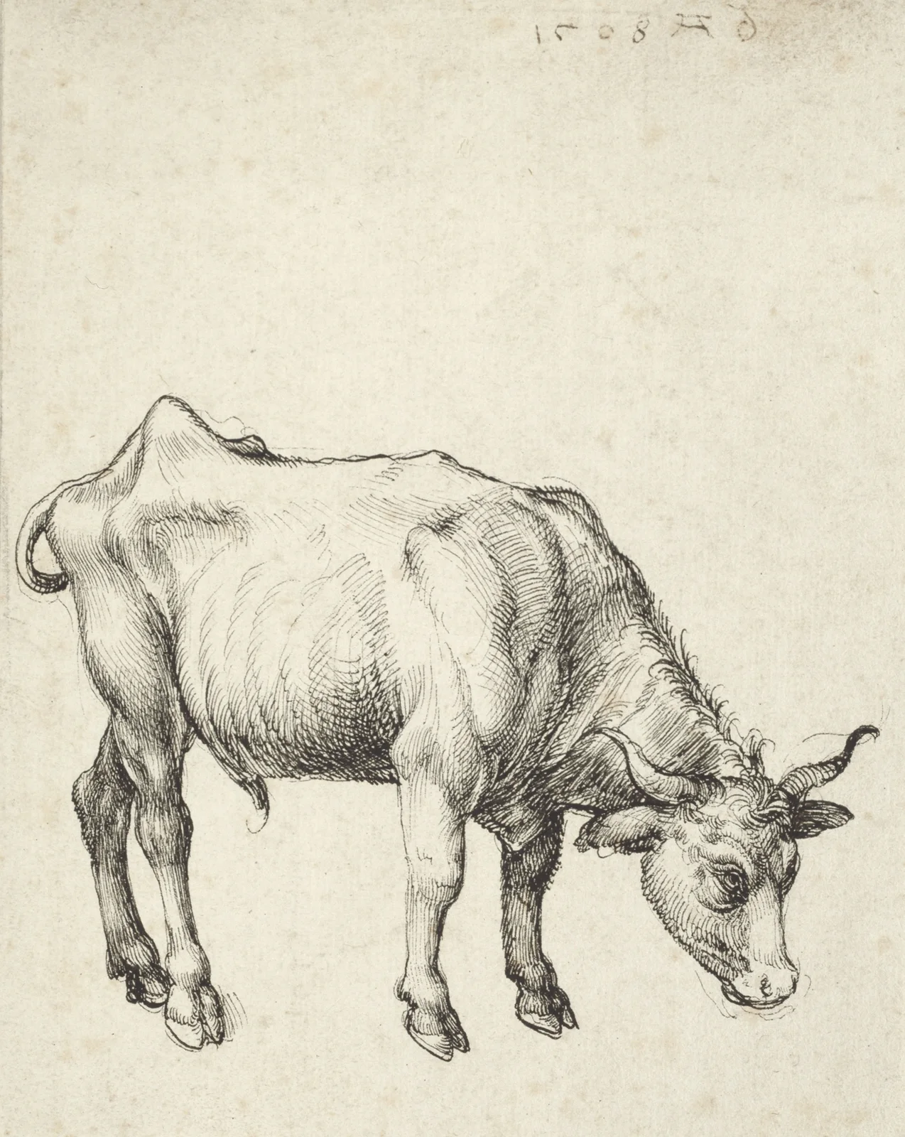 Young Bull av Albrecht Dürer