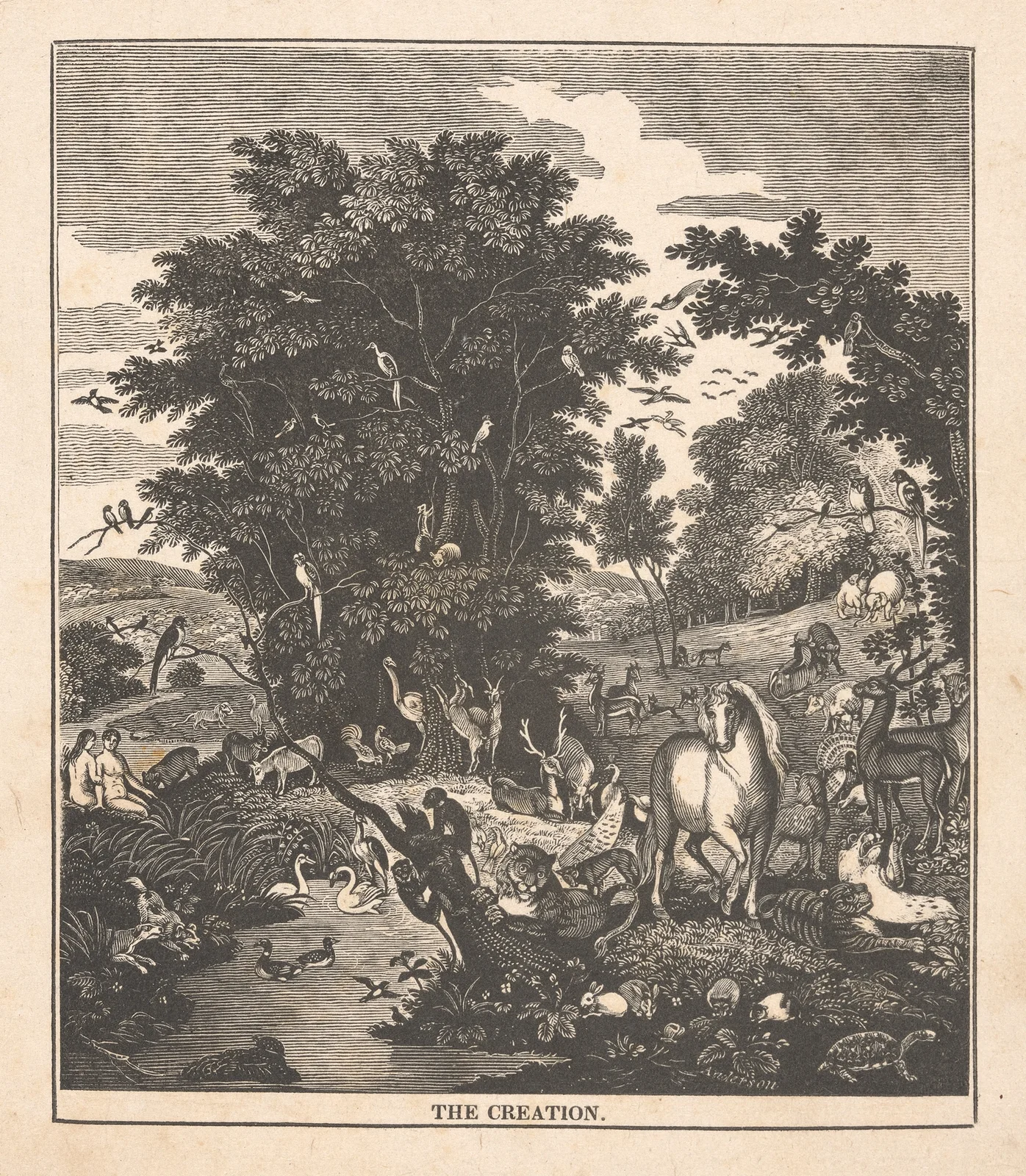 The creation av Alexander Anderson