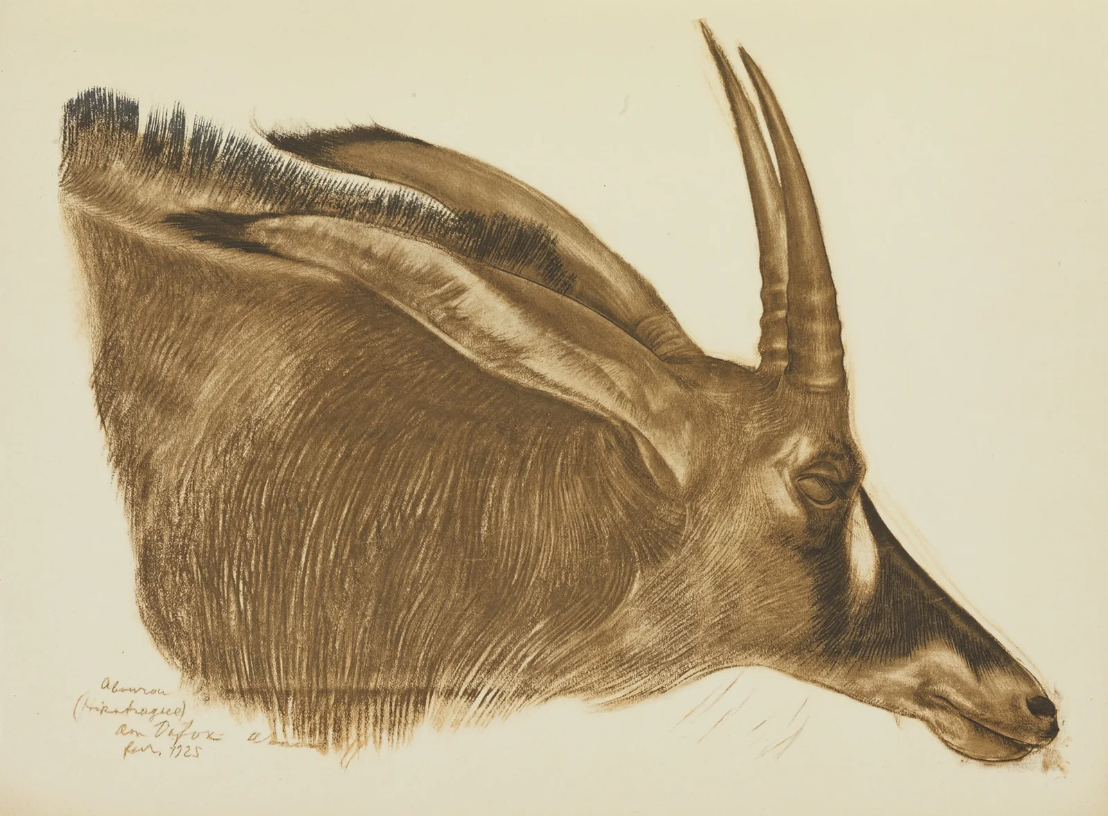 Antilope Hippotrague (Am Dafok) av Alexandre Jacovleff