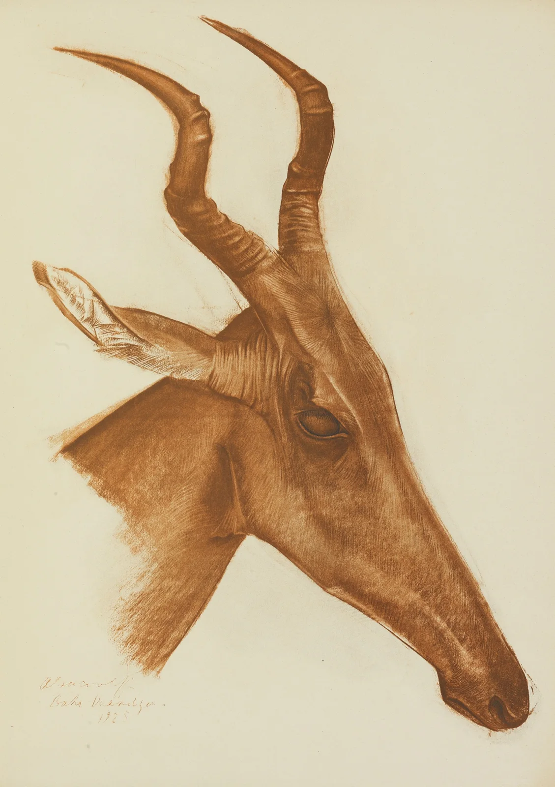Antilope Jackson (Am Dafok) av Alexandre Jacovleff