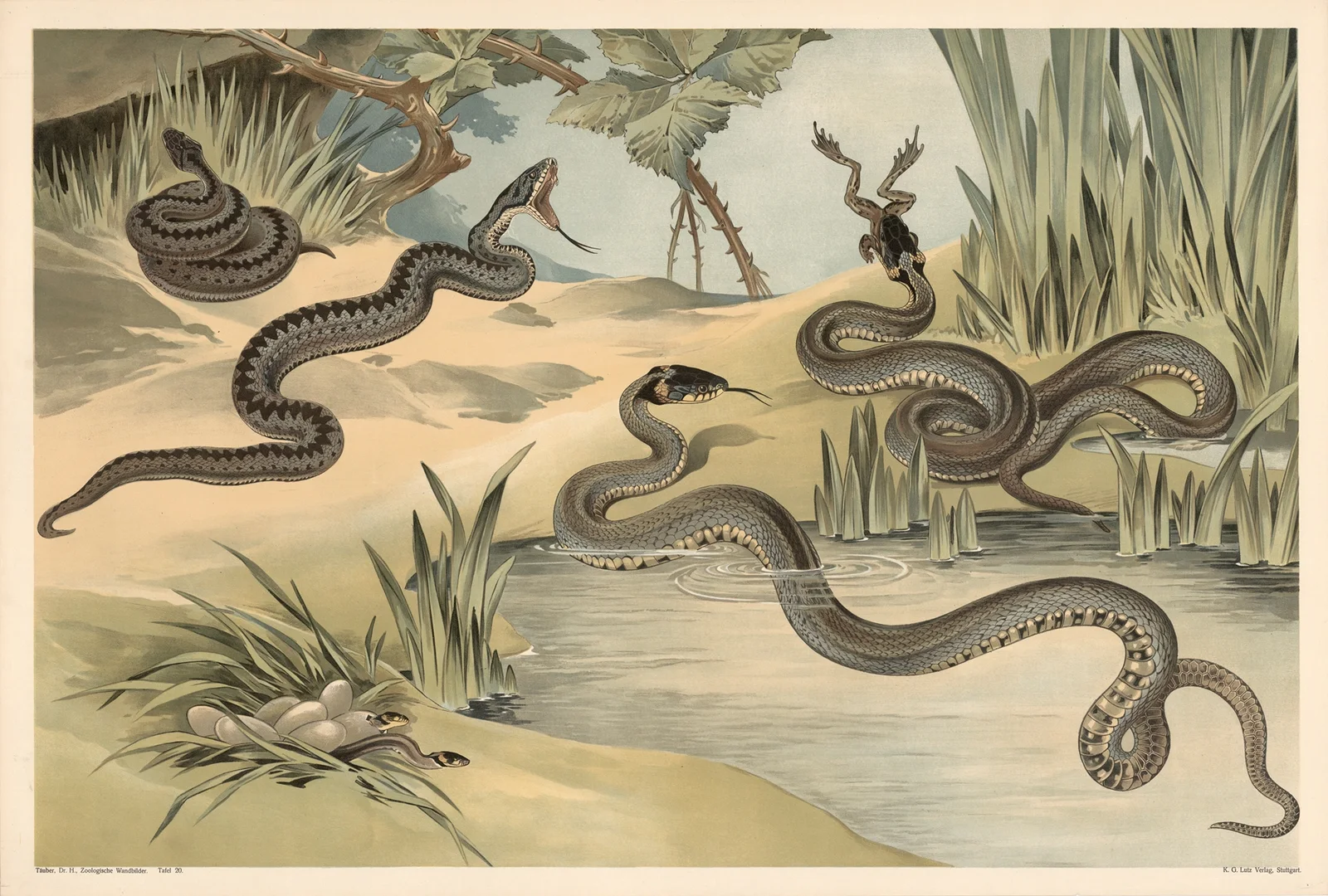 Adder and grass snake av Alfred Fiedler