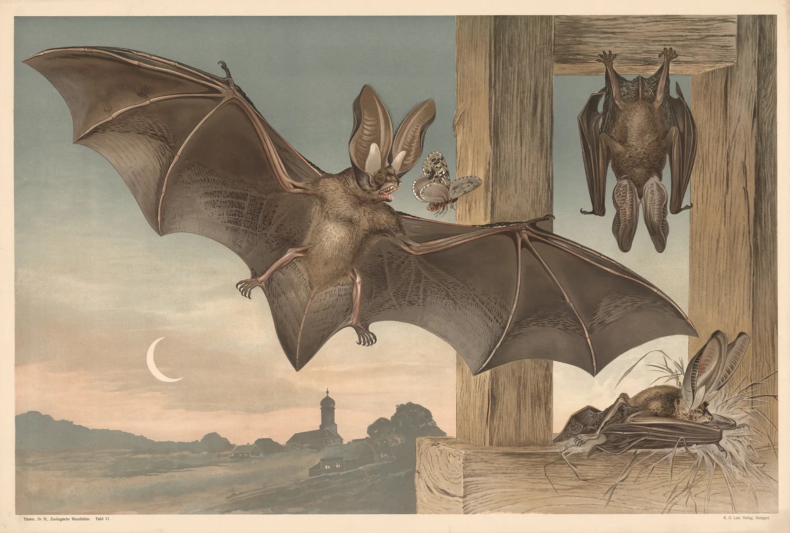 Bats av Alfred Fiedler