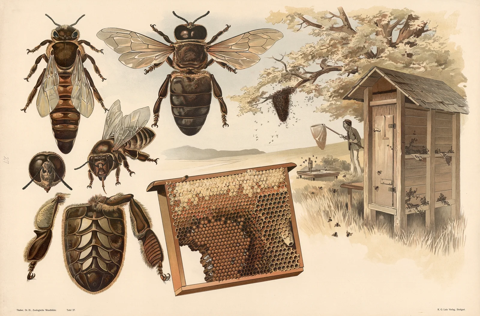 Bees av Alfred Fiedler