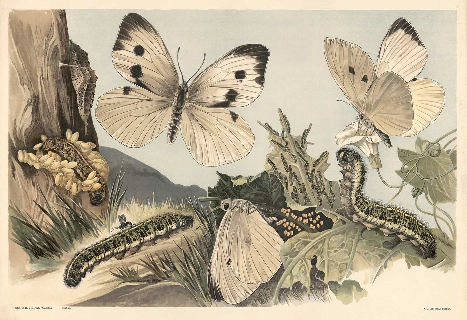 Cabbage butterfly av Alfred Fiedler
