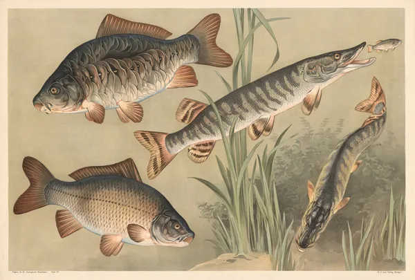 Carp and pike av Alfred Fiedler