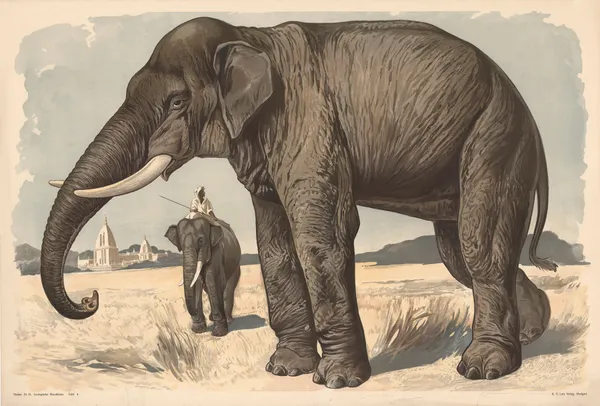 Elephant av Alfred Fiedler