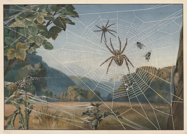 European garden spider av Alfred Fiedler