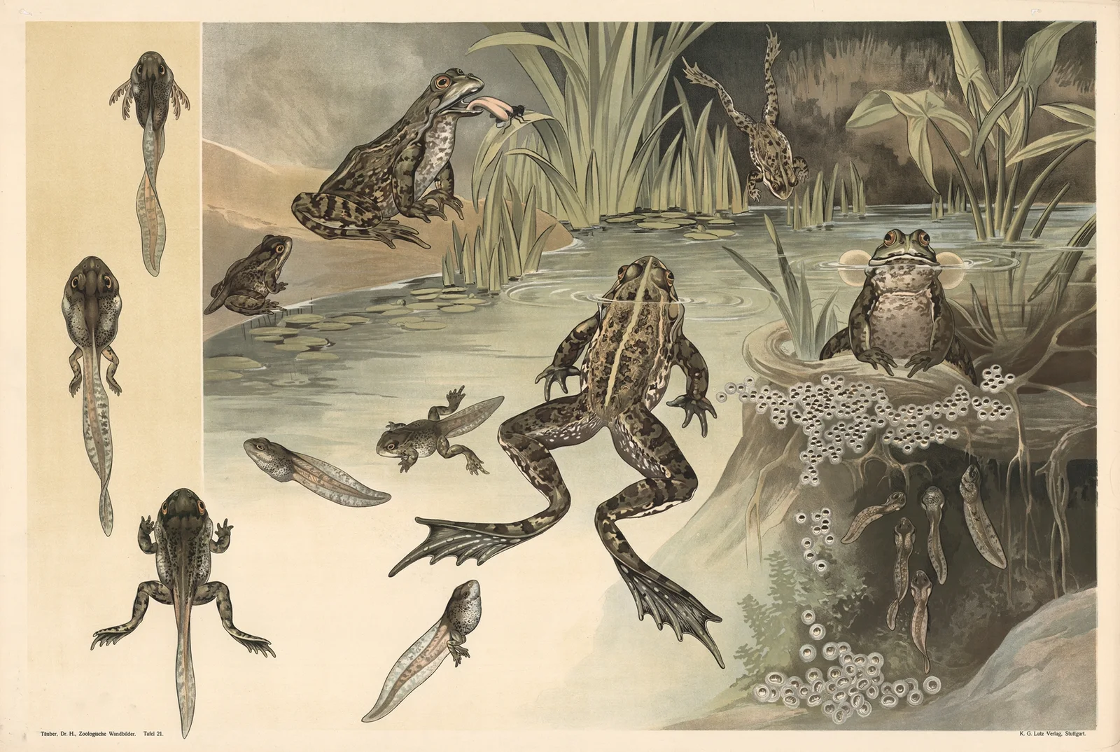 Frogs av Alfred Fiedler