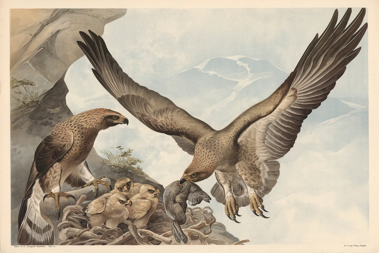 Golden eagle av Alfred Fiedler