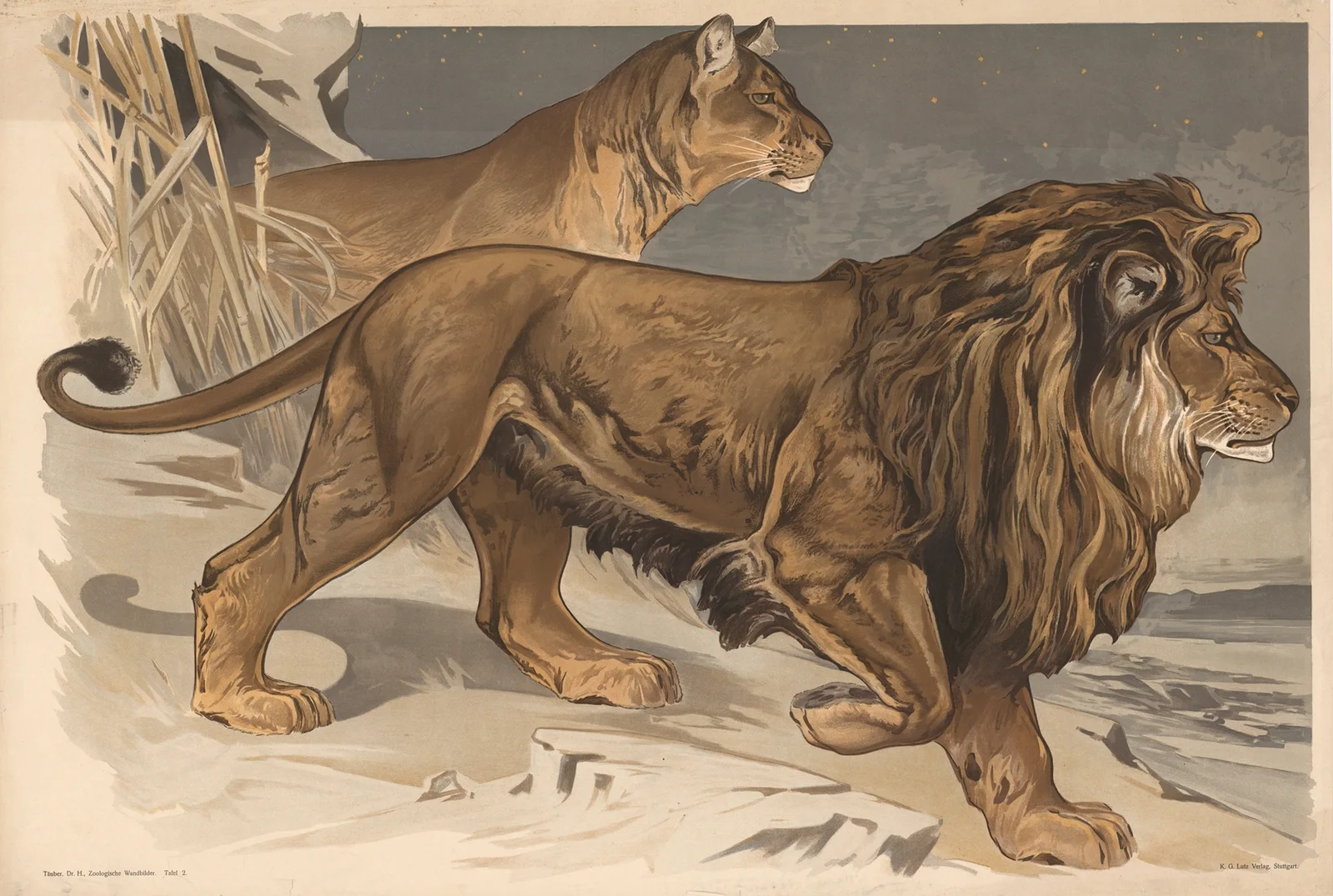 Lion av Alfred Fiedler