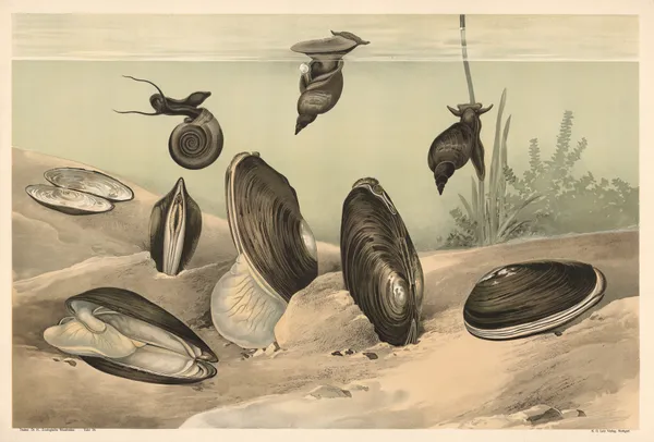 Mussel av Alfred Fiedler