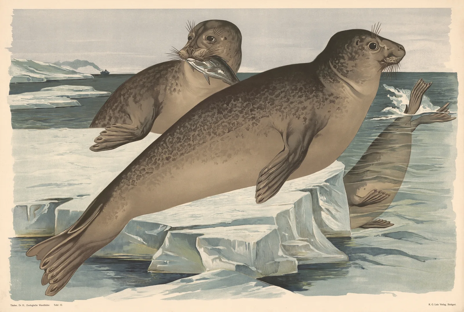 Seal av Alfred Fiedler