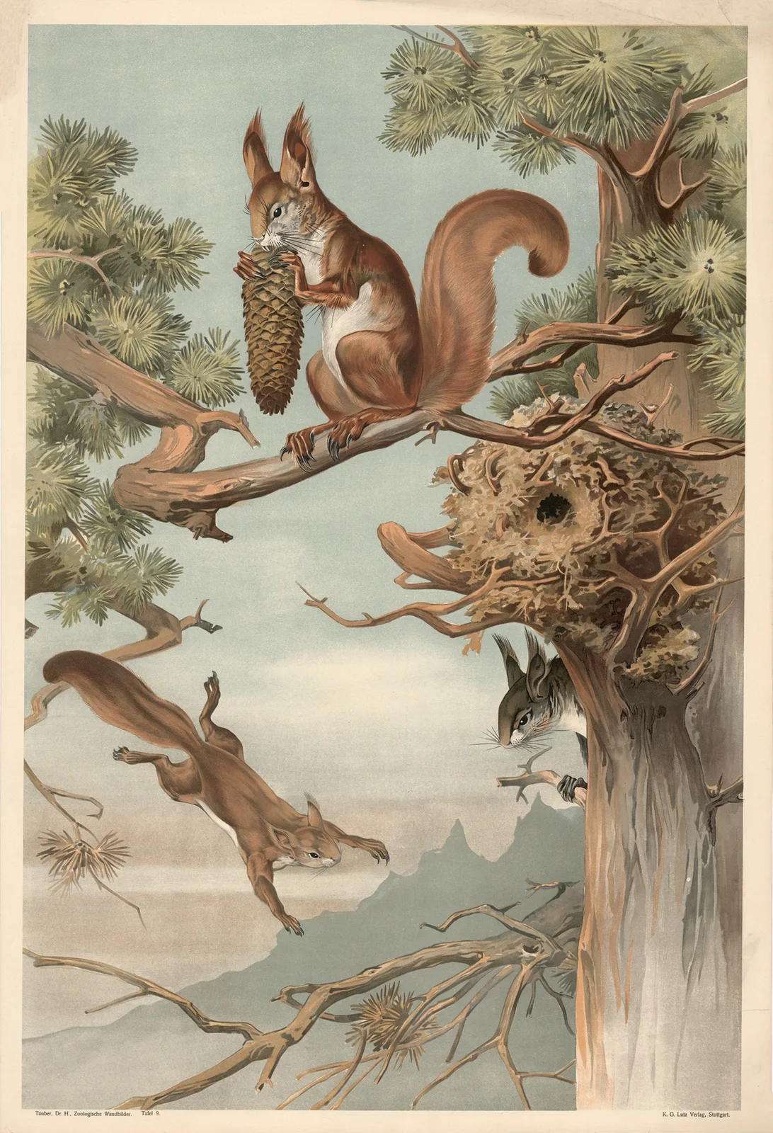 Squirrel av Alfred Fiedler