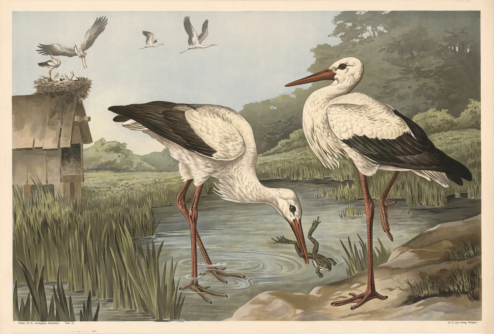Stork av Alfred Fiedler
