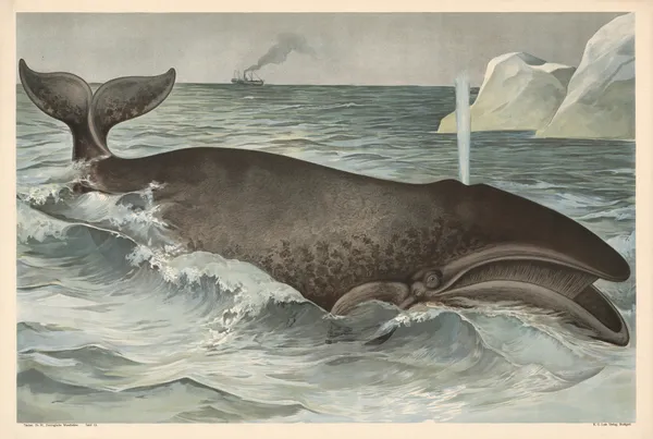 Whale av Alfred Fiedler