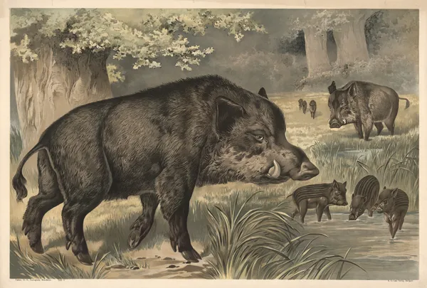 Wild boar av Alfred Fiedler