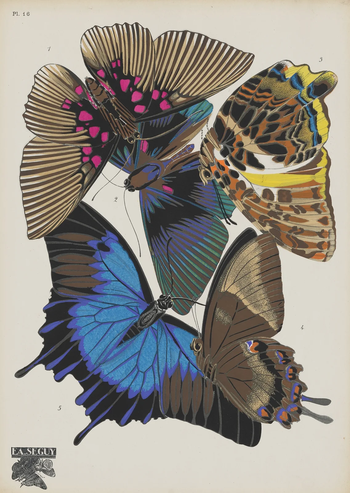 Papillons Pl.16 av Emile-Allain Séguy