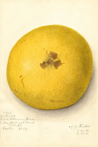 Citrus paradisi, 1911 – nr 2 av Amanda Almira Newton