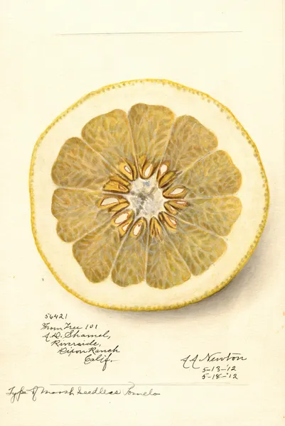 Citrus paradisi: Marsh Seedless, 1912 – nr 2 av Amanda Almira Newton