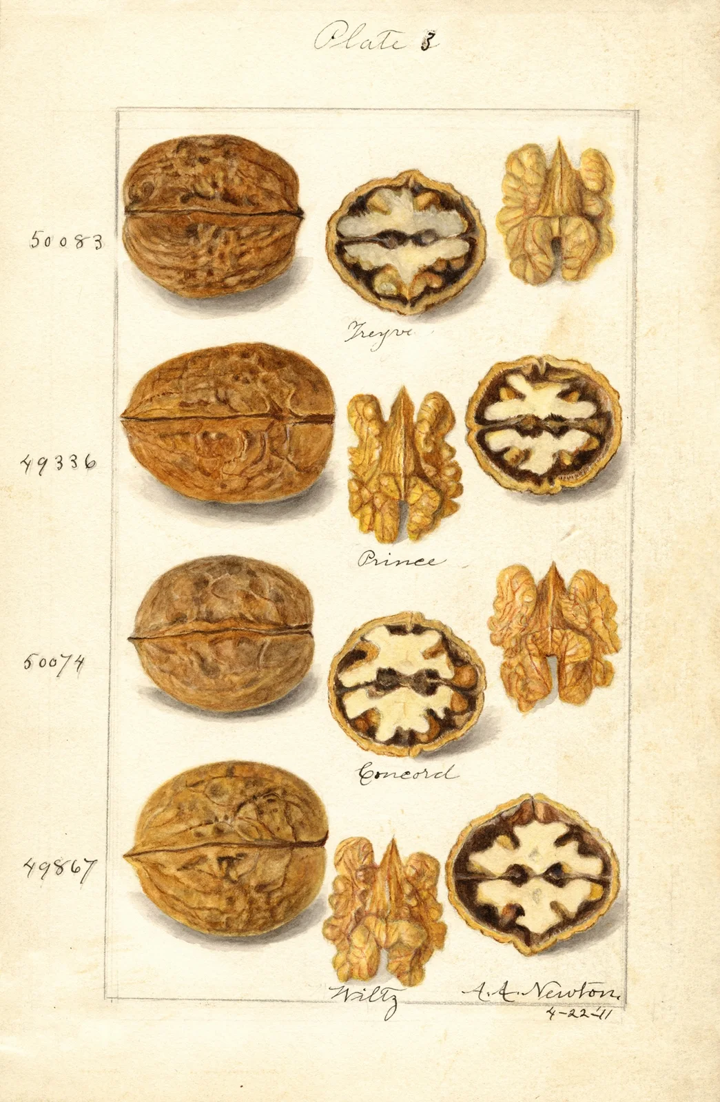 Juglans, 1911 – nr 2 av Amanda Almira Newton