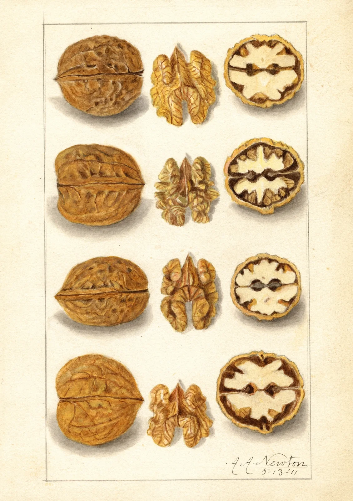 Juglans av Amanda Almira Newton