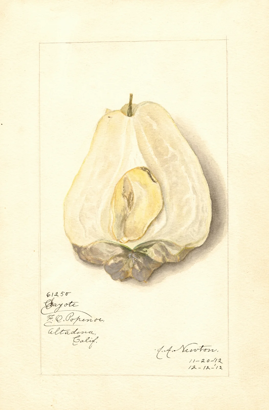 Sechium edule av Amanda Almira Newton
