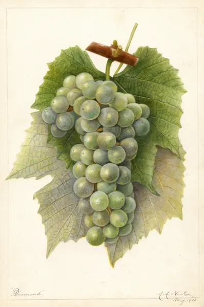 Vitis: Diamond av Amanda Almira Newton