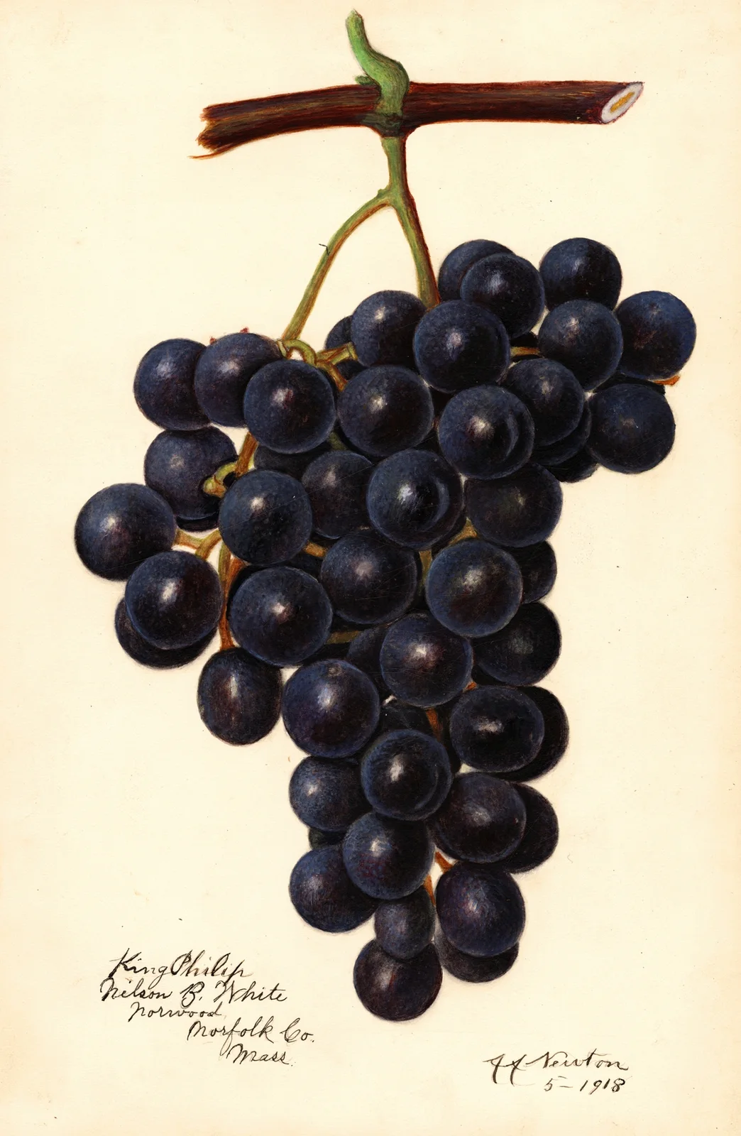 Vitis: King Philip av Amanda Almira Newton