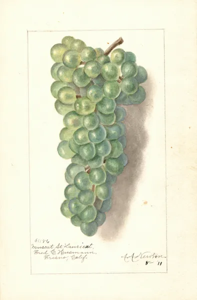 Vitis: Muscat St av Amanda Almira Newton