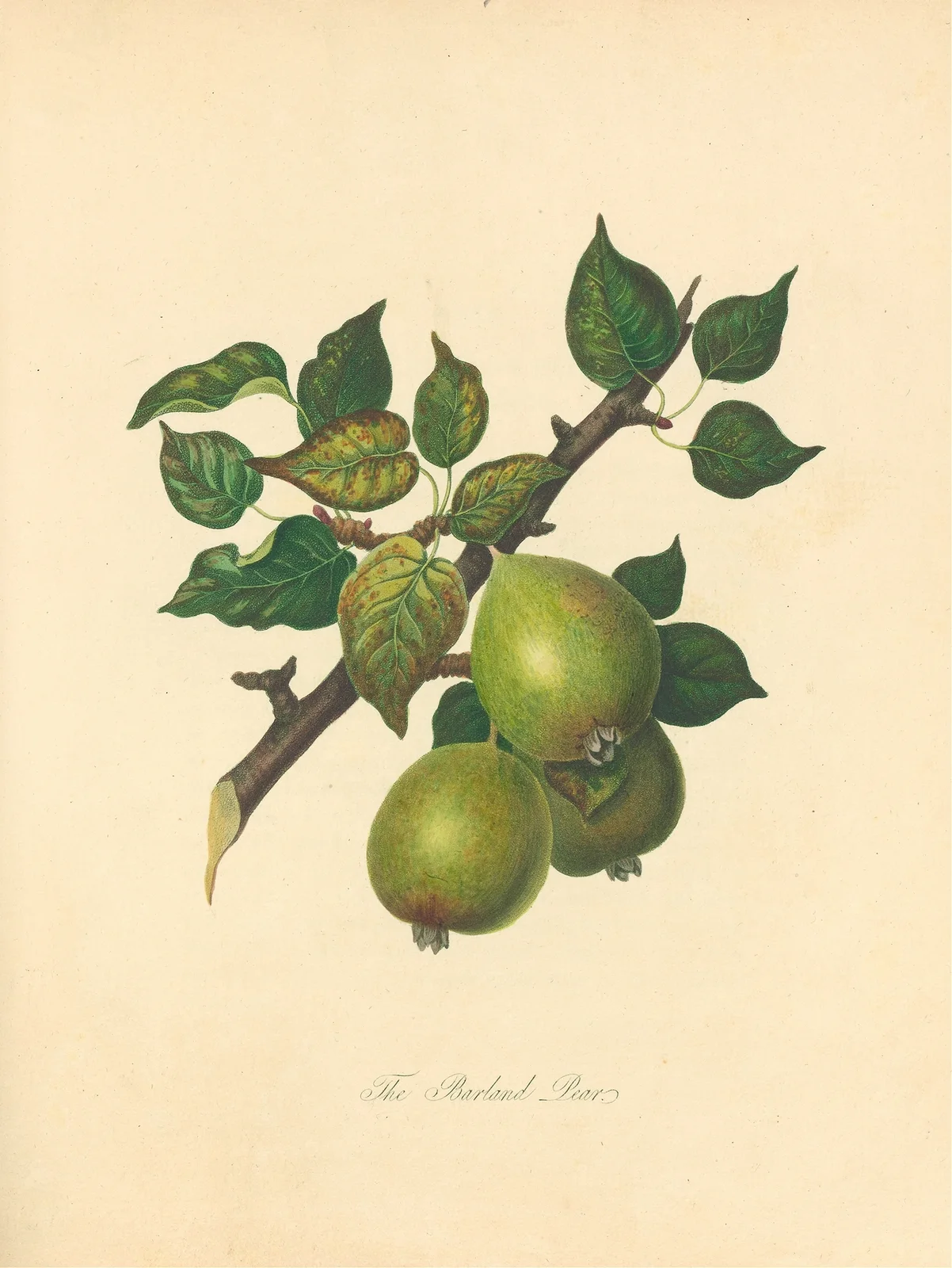 Barland pear av Thomas Andrew Knight