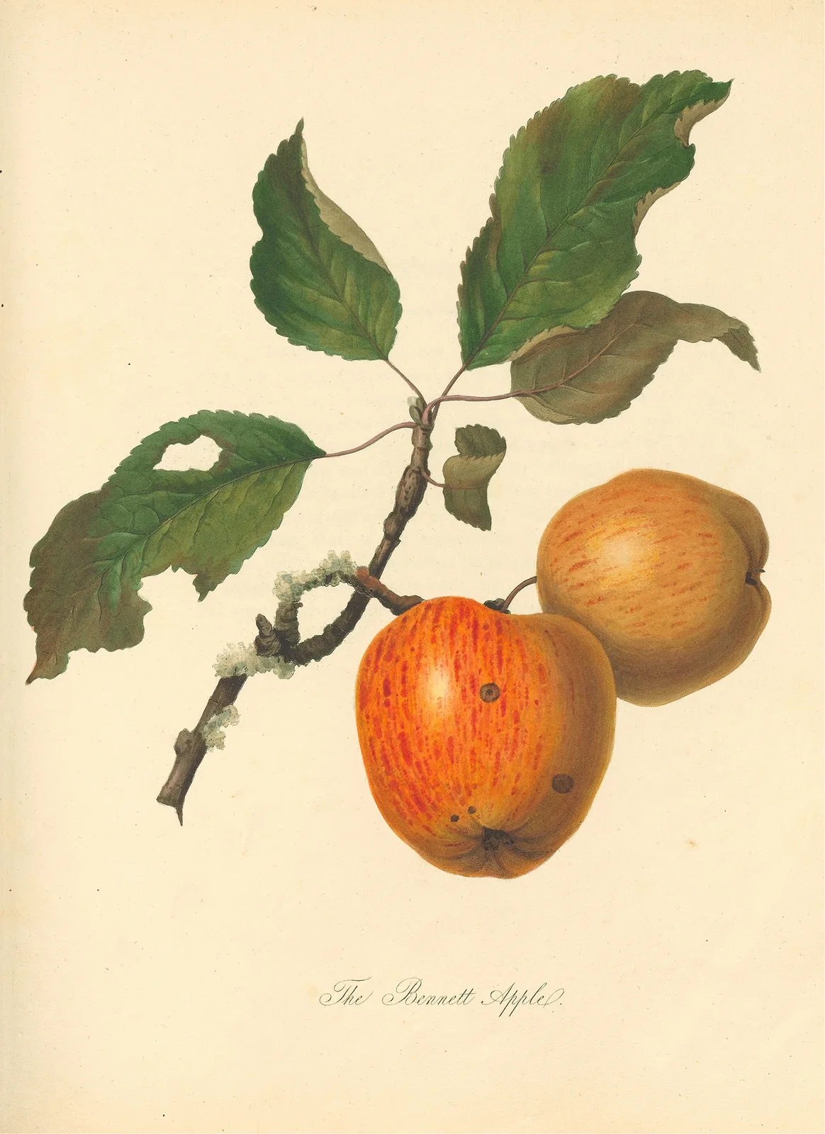 Bennett Apple av Thomas Andrew Knight