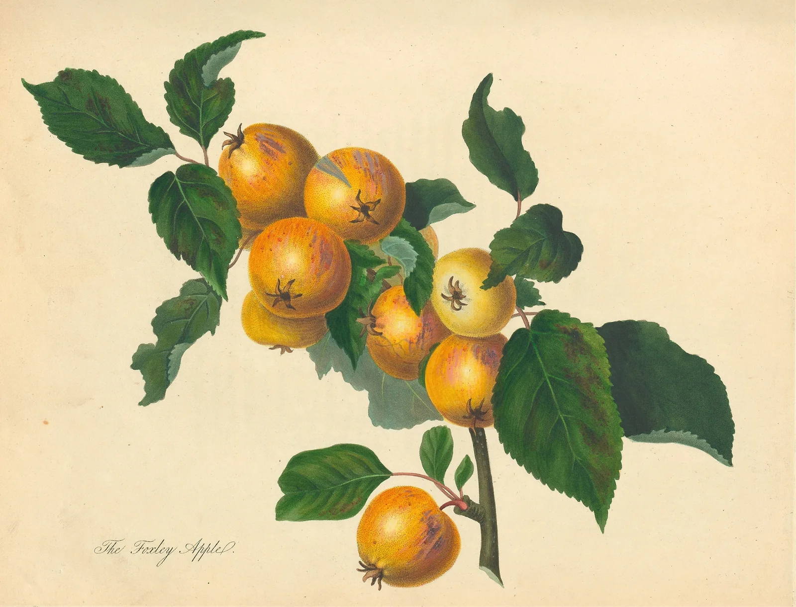 Foxley Apple av Thomas Andrew Knight