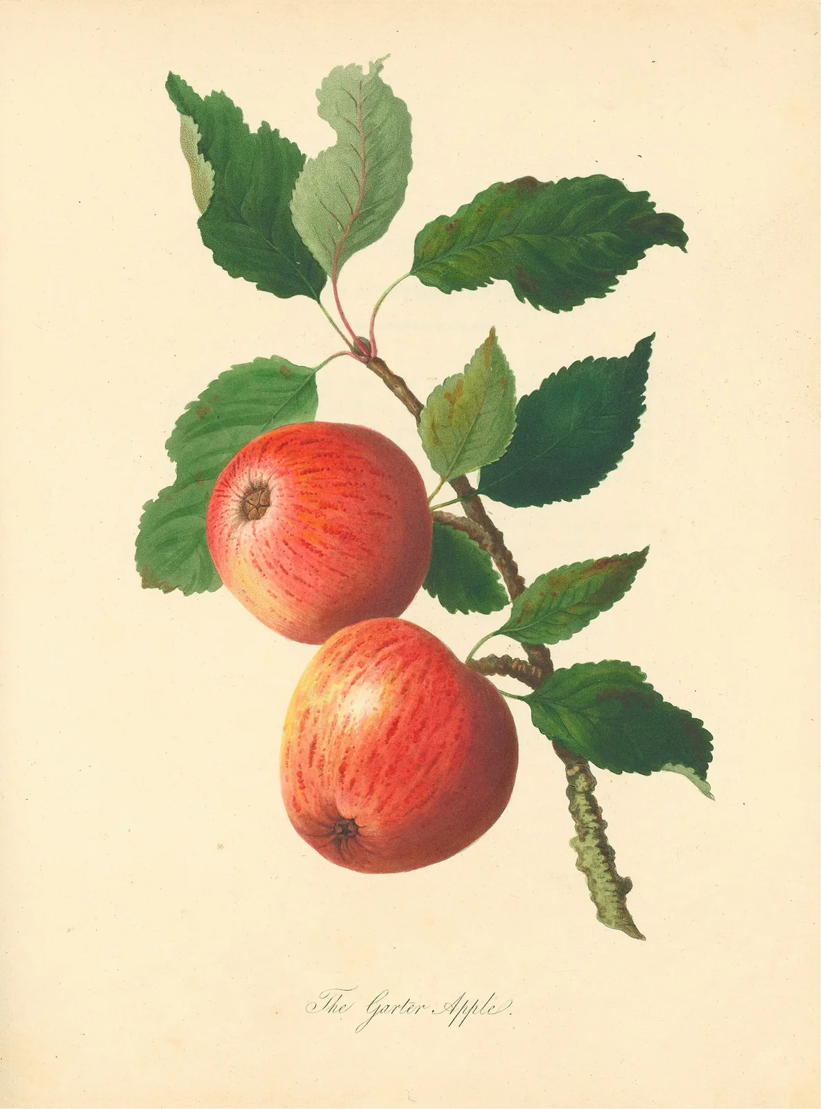 Garter Apple av Thomas Andrew Knight