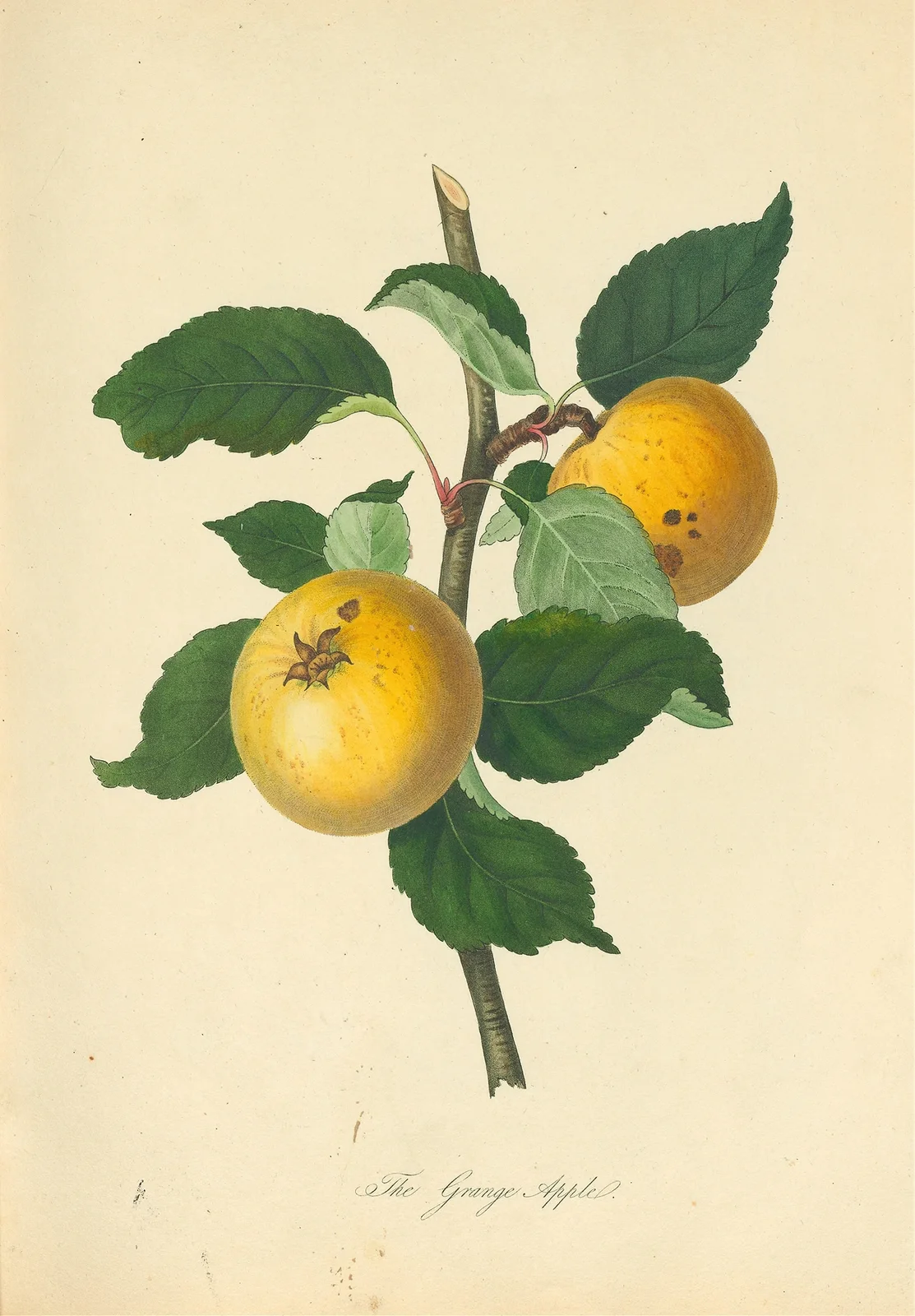 Grange Apple av Thomas Andrew Knight