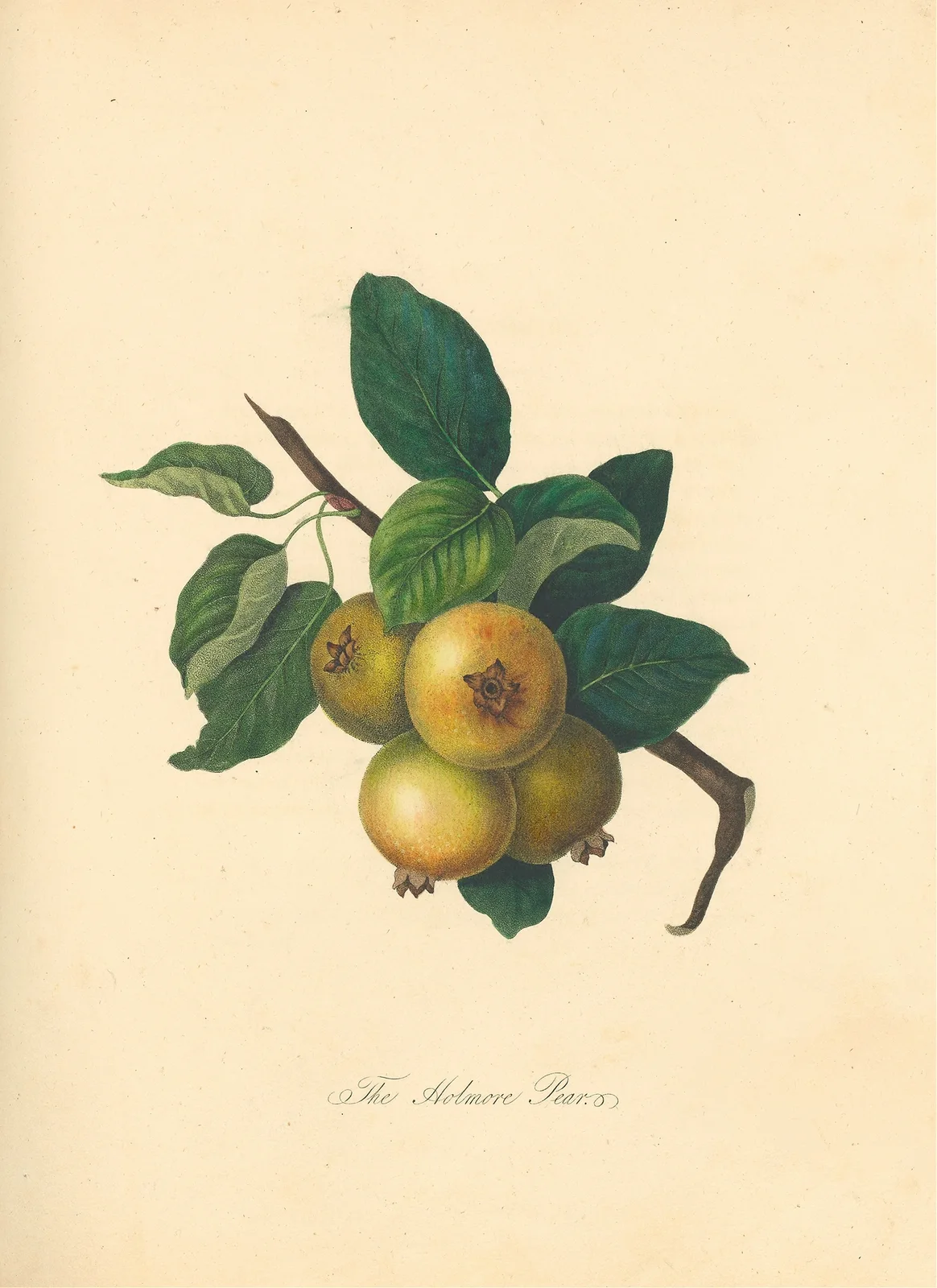 Holmore Pear av Thomas Andrew Knight