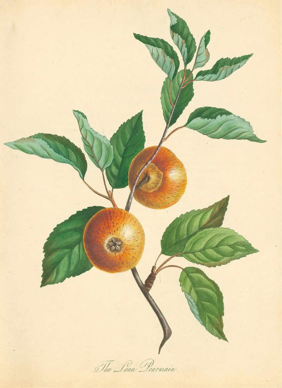 Loan Pearmain av Thomas Andrew Knight
