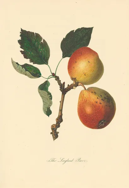 Longland Pears av Thomas Andrew Knight