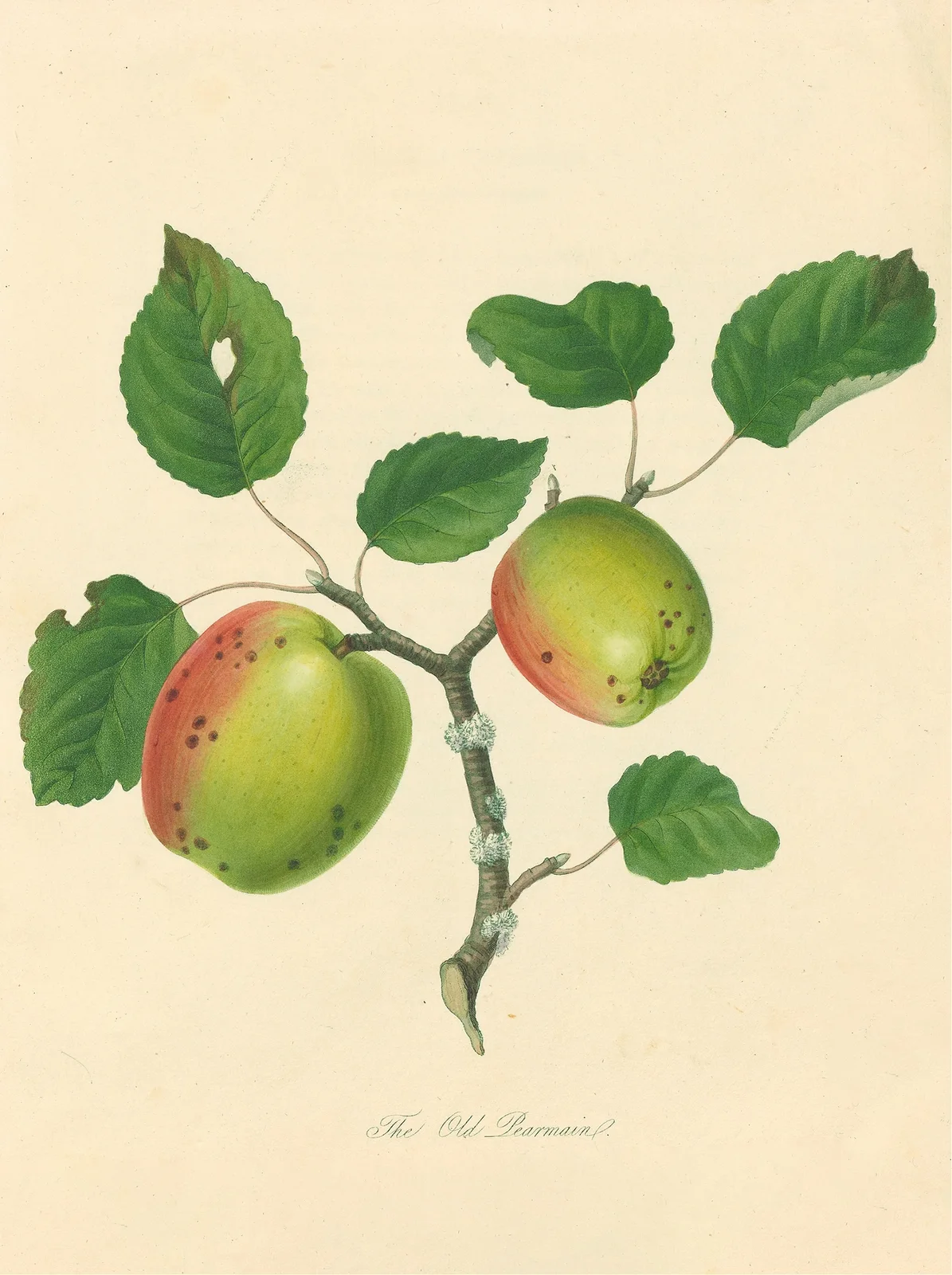 Old Pearmain av Thomas Andrew Knight